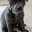 Nellie, Staffordshire Bull Terrier