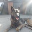 Negan, Pastor Belga Malinois