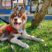 Logan, Husky Siberiano