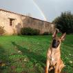 Jazz, Pastor Belga Malinois