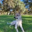 Rayo, Perro lobo checoslovaco