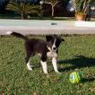 Ringo, Border Collie