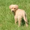 Mella, Golden Retriever
