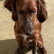 Tylia, Setter irlandese rosso