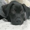 Nala, Labrador