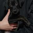 Nala