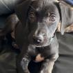 Nala