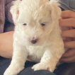 Spritz, Bichon Maltais