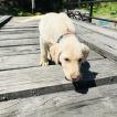 Sony, Labrador