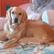 Raïka, Golden Retriever