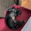 Di casolare, Cane Corso