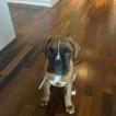 Louie, Bóxer