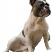 Pixel, French bulldog