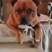 Skoty, Staffordshire Bull Terrier