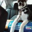 Sirius, Berger Allemand