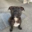 Tekson, Staffordshire Bull Terrier