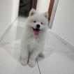 Luke, Samoyedo