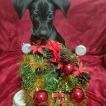 Nala, Labrador Retriever