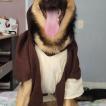 Kenobi, Perro Pastor Alemán