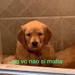 Rhaella, Golden Retriever