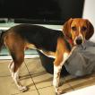 Wrex, Altri cani