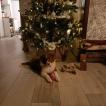 Virgin, Border Collie