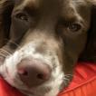 Patsy, Springer spaniel inglés