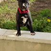 Ezra, Staffordshire Bull Terrier