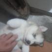 Fantasma, Husky Siberiano