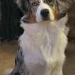 Yuki, Australian Shepherd