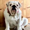 Léon, Bulldog