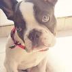 Dollar Spike, Bulldog Francés