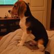 Otto, Beagle