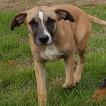 Tyson, Cane da pastore belga