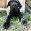 Blackie, Cane Corso