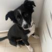 Goiko, Border Collie