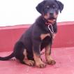 Ego, Rottweiler