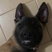 Ozzy, Pastor Belga Malinois
