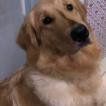 Olympia, Golden Retriever