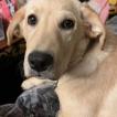 Fay, Golden Retriever