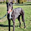 Tom, Greyhound
