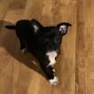 zorro
