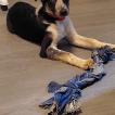Tiboo, Border Collie
