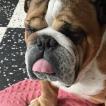Jacob, Bulldog