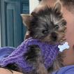 Malvido, Yorkshire Terrier