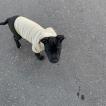Thor, Staffordshire Bull Terrier