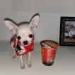 Nala, Chihuahua
