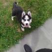 Stella, Husky Siberien