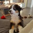 Teddy, Australian Shepherd