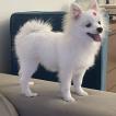 Lizzie, Keeshond